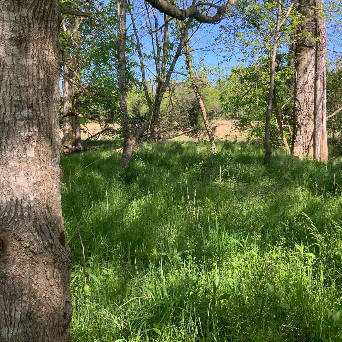 Cloud And Banner Conservation Mitigation Easement 4389